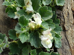 Asarina procumbens