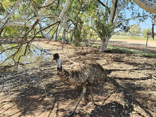 Emu