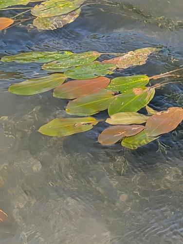 Potamogeton nodosus, photograph 4