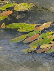 Potamogeton nodosus, photograph author not stated, no rights reserved