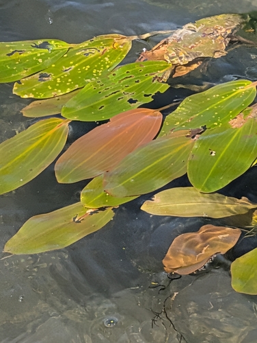 Potamogeton nodosus, photograph 6