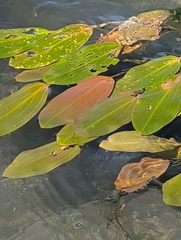 Potamogeton nodosus, photograph author not stated, no rights reserved