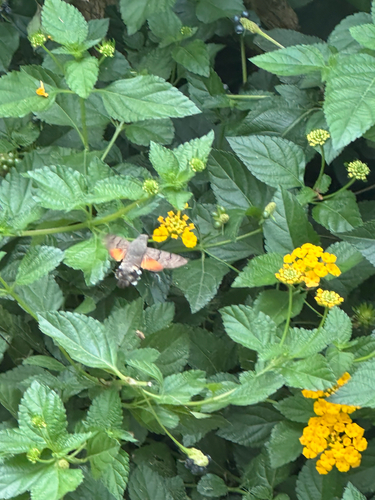 Eurasian Hummingbird Hawkmoth