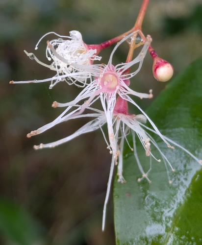 Syzygium oleosum observed 2026-08-03