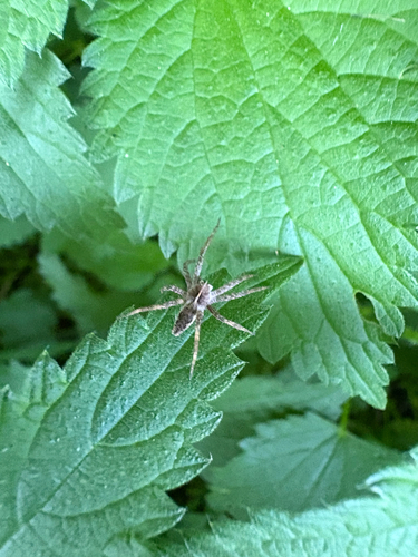 European Nursery Web spider