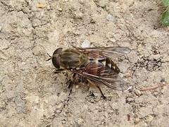 Tabanus bovinus