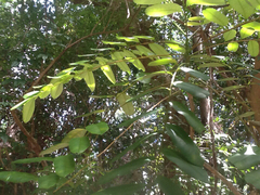 Simarouba