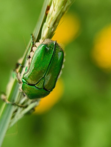 Chiloloba acuta