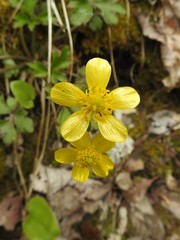 Ranunculus hispidus hispidus