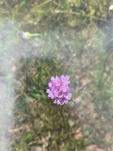 Sea Thrift
