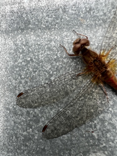 Autumn Meadowhawk