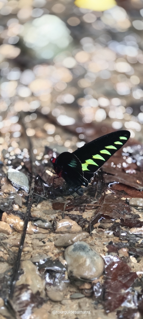 Raja Brooke's Birdwing (Trogonoptera brookiana)