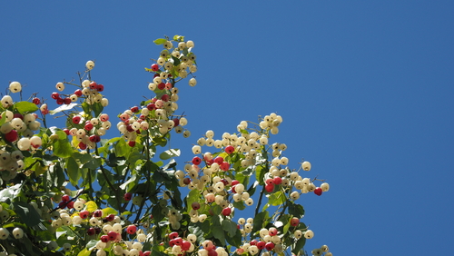 Hernandia nymphaeifolia