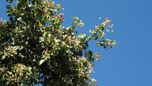 Hernandia nymphaeifolia, photograph 1