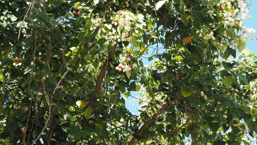 Hernandia nymphaeifolia, photograph 2