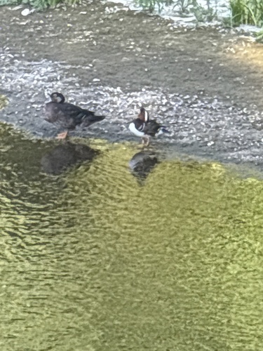 Mandarin Duck