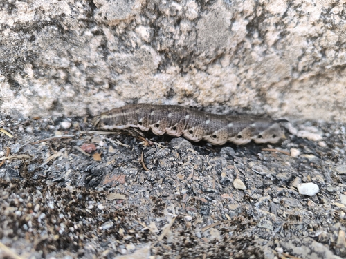 Convolvulus Hawkmoth