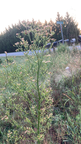 horseweed