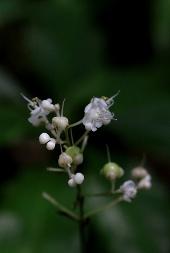 Pollia secundiflora observed 2026-08-31