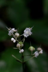 Pollia secundiflora