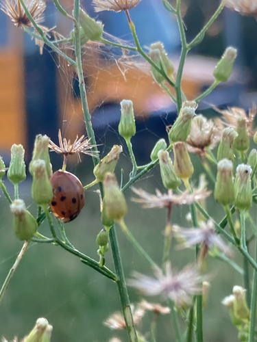 Asian Lady Beetle