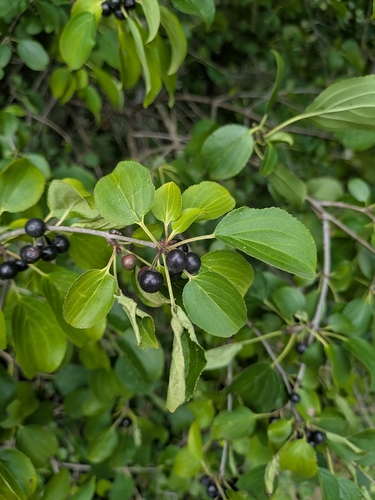 common buckthorn