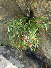 Asplenium septentrionale