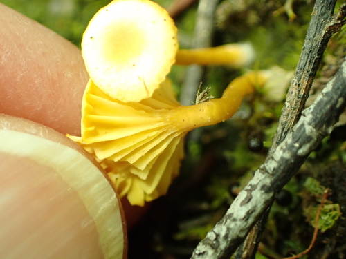 Yellow Navel
