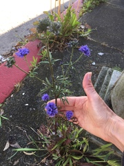 Gilia capitata chamissonis