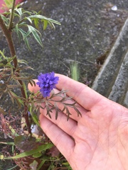 Gilia capitata chamissonis