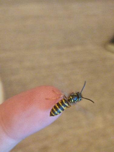 Common European Yellowjacket