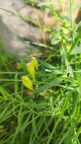 common toadflax