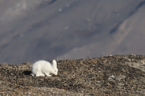 Arctic Hare observed by pcurious