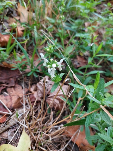 Stachys recta, photograph 6