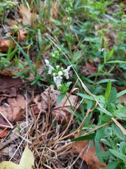 Stachys recta, photograph (c) Viktor Strenada, some rights reserved (CC BY)