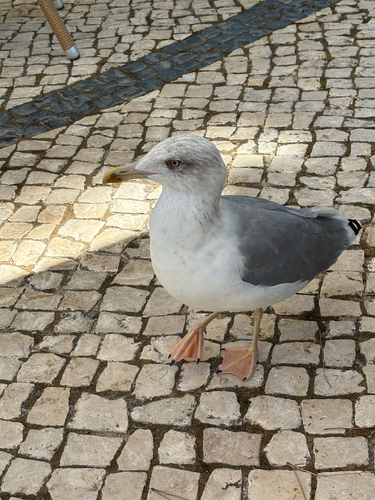 Yellow-legged Gull