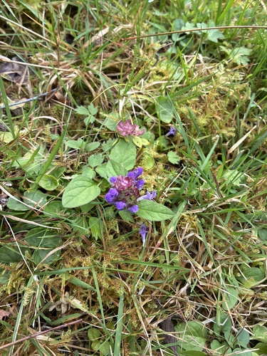 common selfheal