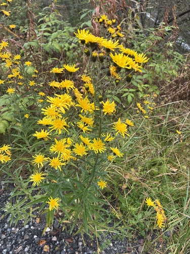 Canada hawkweed