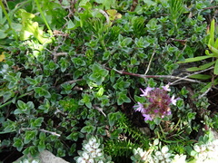 Thymus serpyllum
