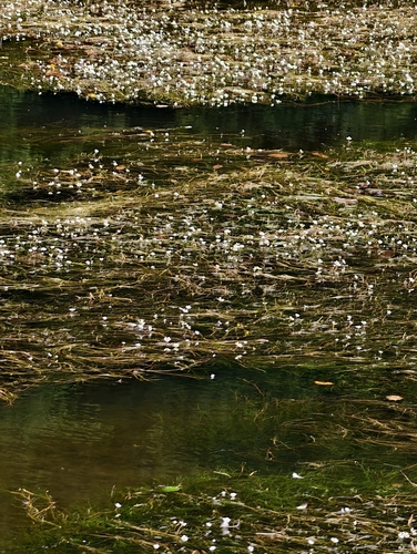 Ranunculus fluitans, photograph 2