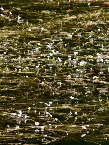 Ranunculus fluitans, photograph 3
