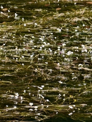 Ranunculus fluitans, photograph author not stated, no rights reserved