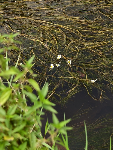 Ranunculus fluitans, photograph 4