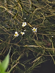 Ranunculus fluitans, photograph author not stated, no rights reserved