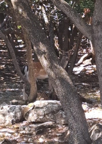 European Fallow Deer