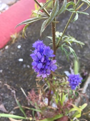 Gilia capitata chamissonis