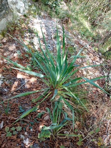 Curve-leaf Yucca