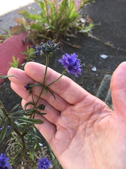 Gilia capitata chamissonis