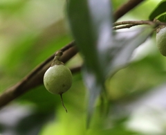 Camellia caudata
