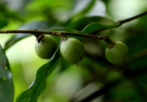 Camellia caudata, photograph 1